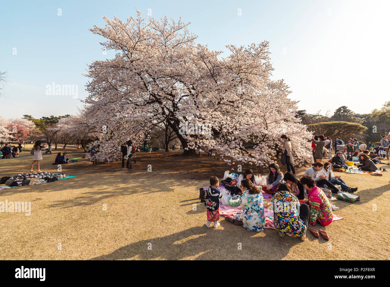 Asian ladies enjoying a picnic during cherry blossom in Shinjuku Gyoen, Shinjuku, Tokyo, Japan Stock Photo