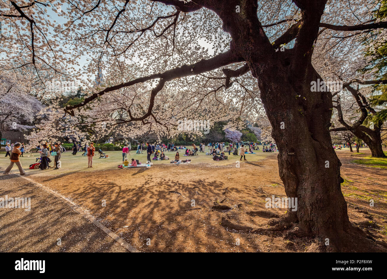 Japanese people enjoying picnic below old cherry tree in blossom at Shinjuku Gyoen, Shinjuku, Tokyo, Japan Stock Photo