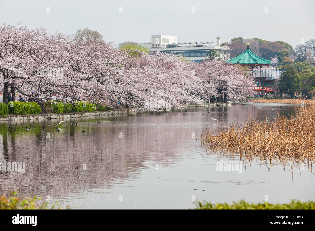 Cherry Blossom near Benten-do at Shinobazu-no-ike, Ueno, Taito-ku, Tokyo, Japan Stock Photo