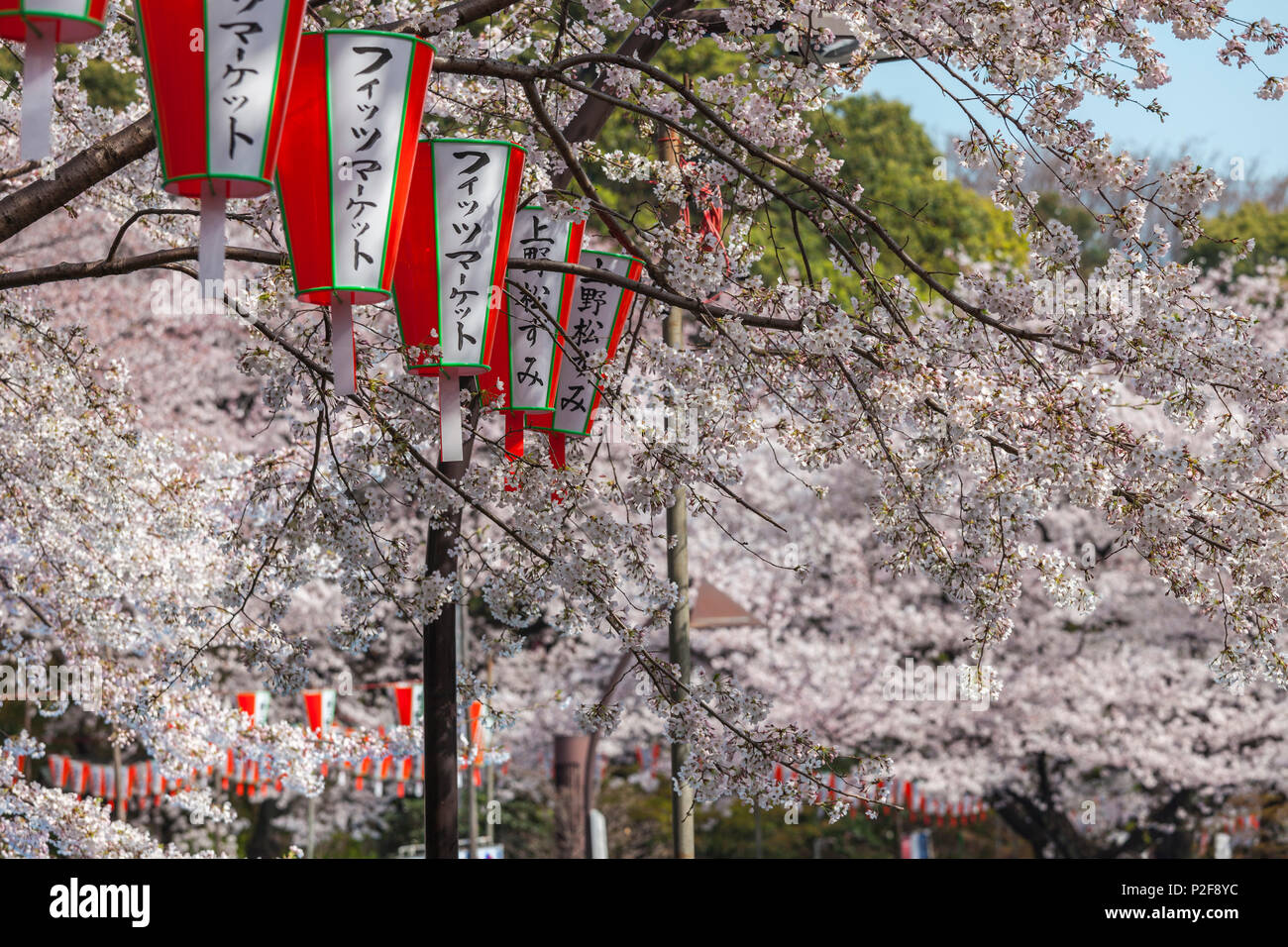 Cherry Blossom and lanterns in Ueno Park, Ueno, Taito-ku, Tokyo, Japan Stock Photo