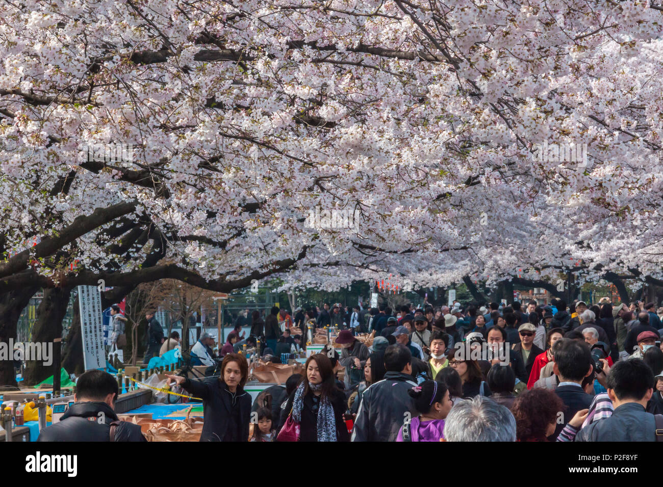 Cherry Blossom and crowd of visitors in Ueno Park, Ueno, Taito-ku, Tokyo, Japan Stock Photo