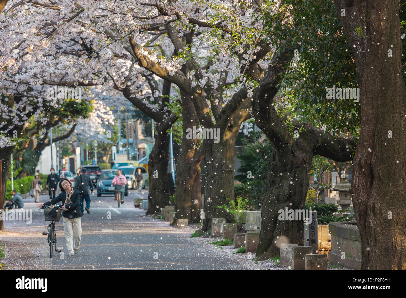 Lady with bicycle entering Yanaka Cemetery with falling cherry blossom, Taito-ku, Tokyo, Japan Stock Photo