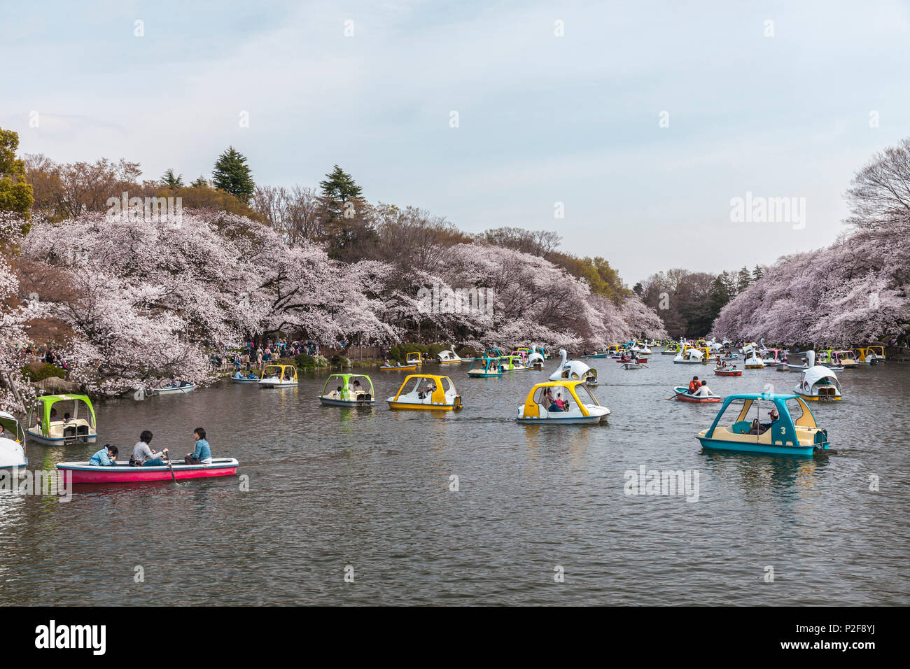 Leisure boats and cherry trees in blossom at Inokashira Park, Kichijoji, Musashino, Tokyo Prefecture, Japan Stock Photo