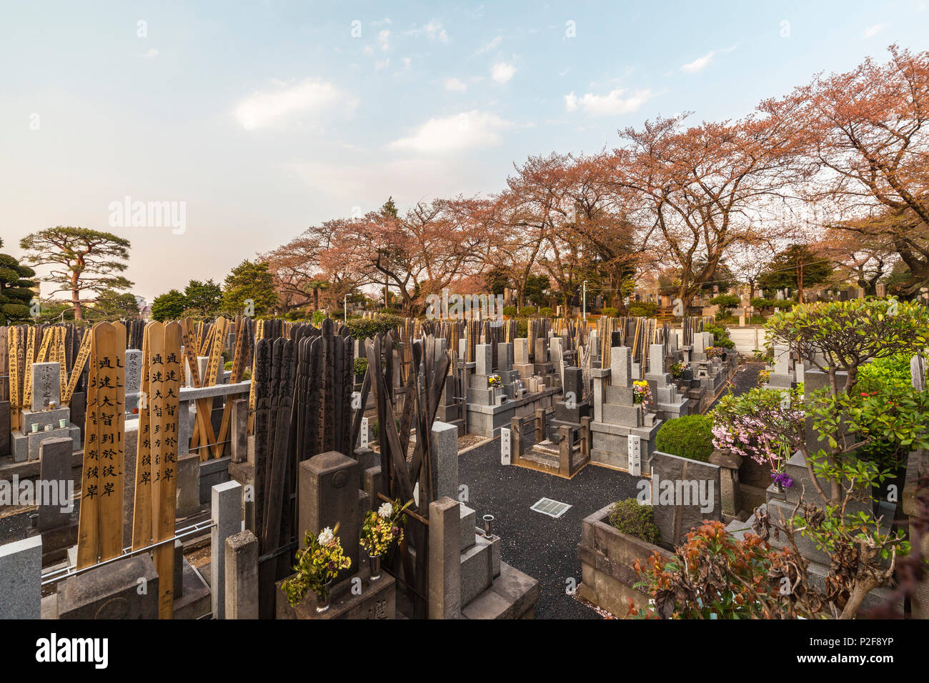 Graves and cherry trees at Somei Cemetery, Komagome, Toshima-ku, Tokyo, Japan Stock Photo