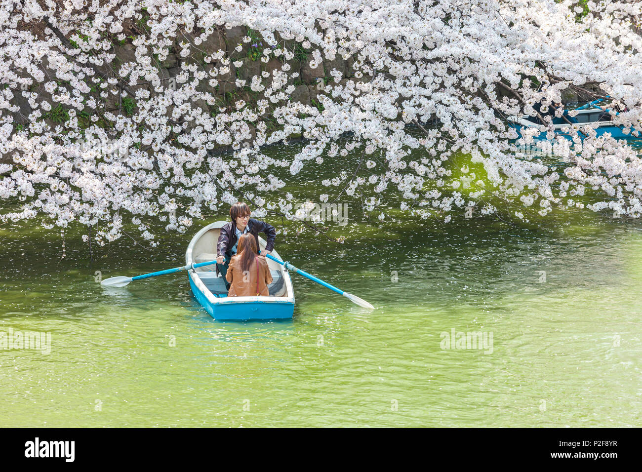 Young couple with boat at Chidori-ga-fuchi enjoying cherry blossom in spring, Chiyoda-ku, Tokyo, Japan Stock Photo