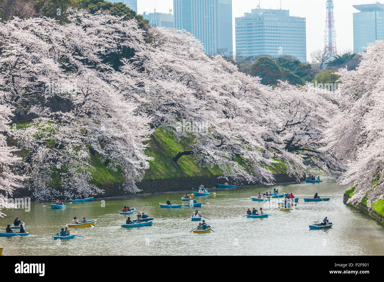 Chidori-ga-fuchi with leisure boats people enjoying cherry blossom in spring, Chiyoda-ku, Tokyo, Japan Stock Photo