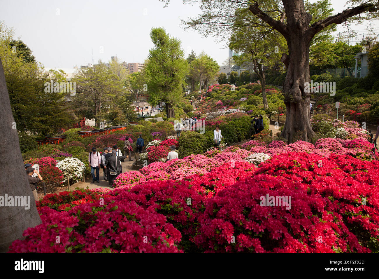 Azalea blossom hi-res stock photography and images - Alamy