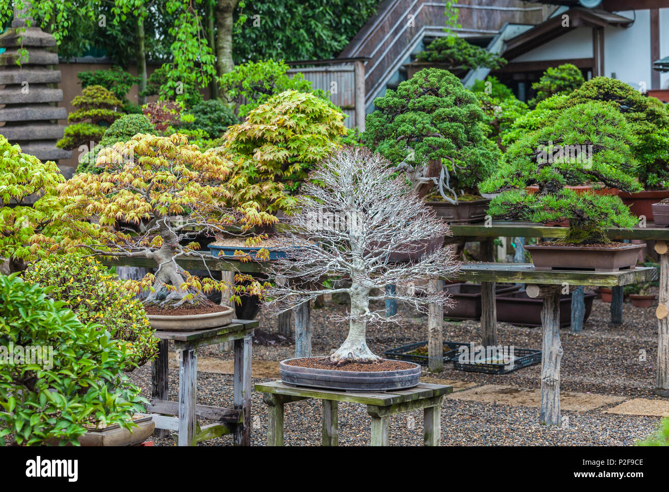Bonsai in autumn at Shunkaen Bonsai Museum, Edogawaku, Tokyo, Japan Stock Photo Alamy