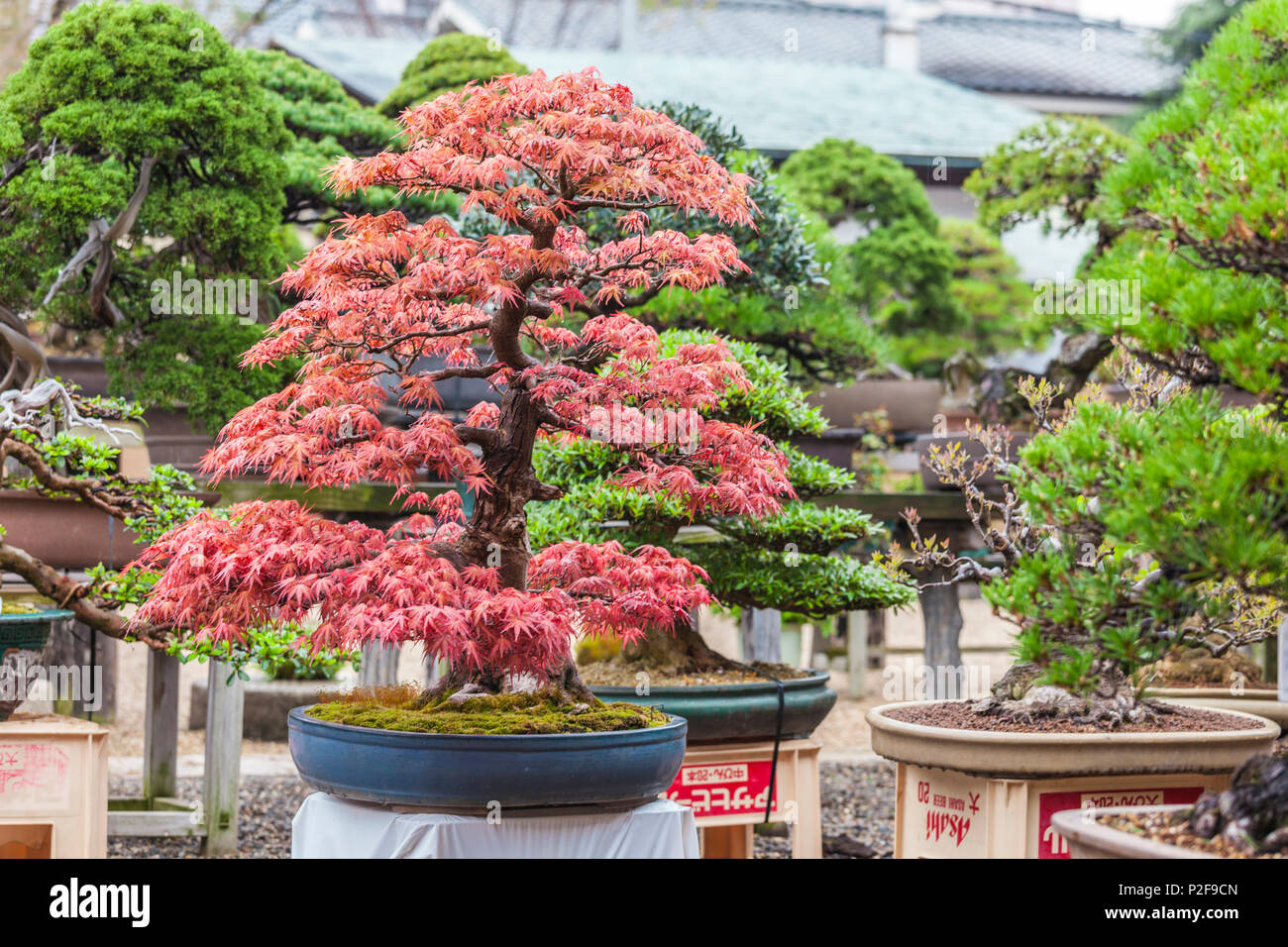 Bonsai in autumn at Shunkaen Bonsai Museum, Edogawaku, Tokyo, Japan