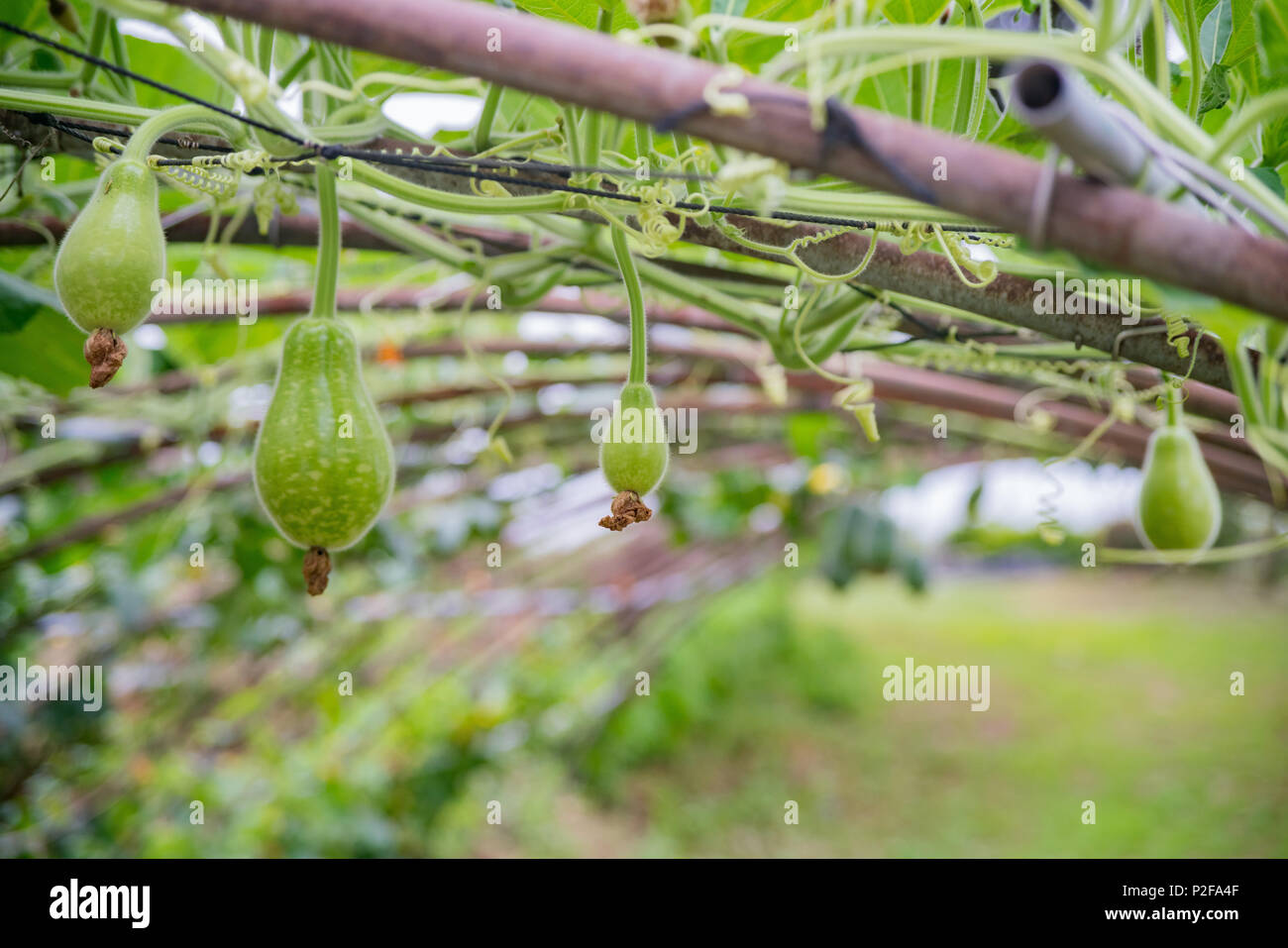 Luffa cylindrica maturing in back garden at Yilan, Taiwan Stock Photo
