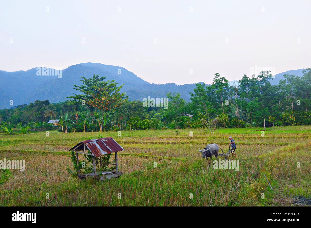Time to Plough the Paddy Field Stock Photo