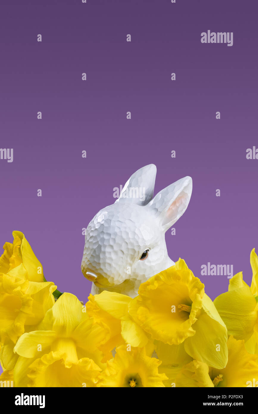 easter bunny with yellow daffodils isolated on violet Stock Photo