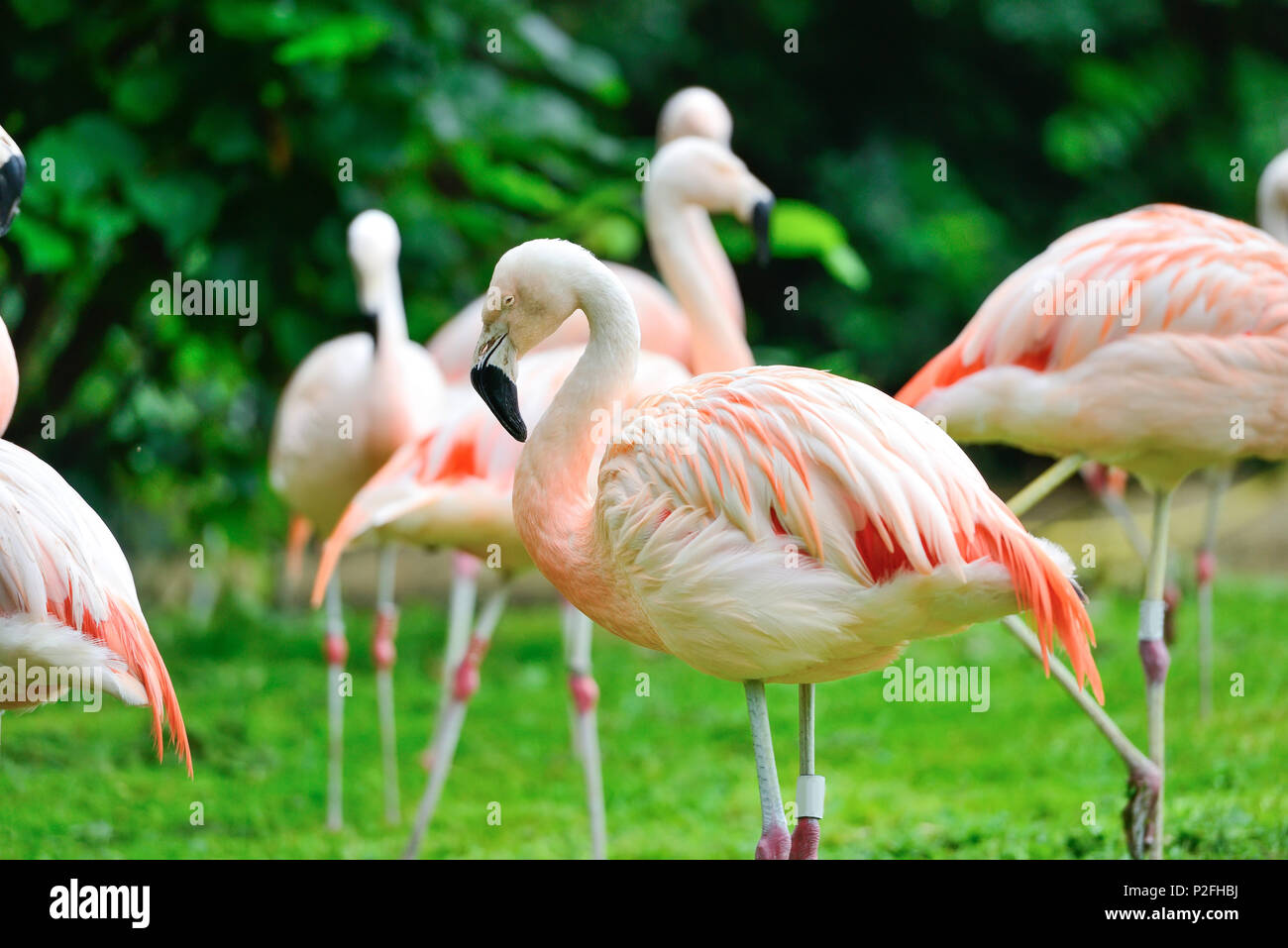 Pink flamingo bush hires stock photography and images Alamy