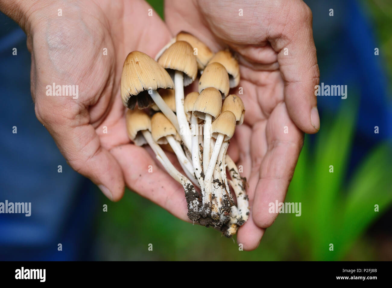 Coprinus micaceus mushroom (Coprinus atramentarius) in male hands, close up Stock Photo