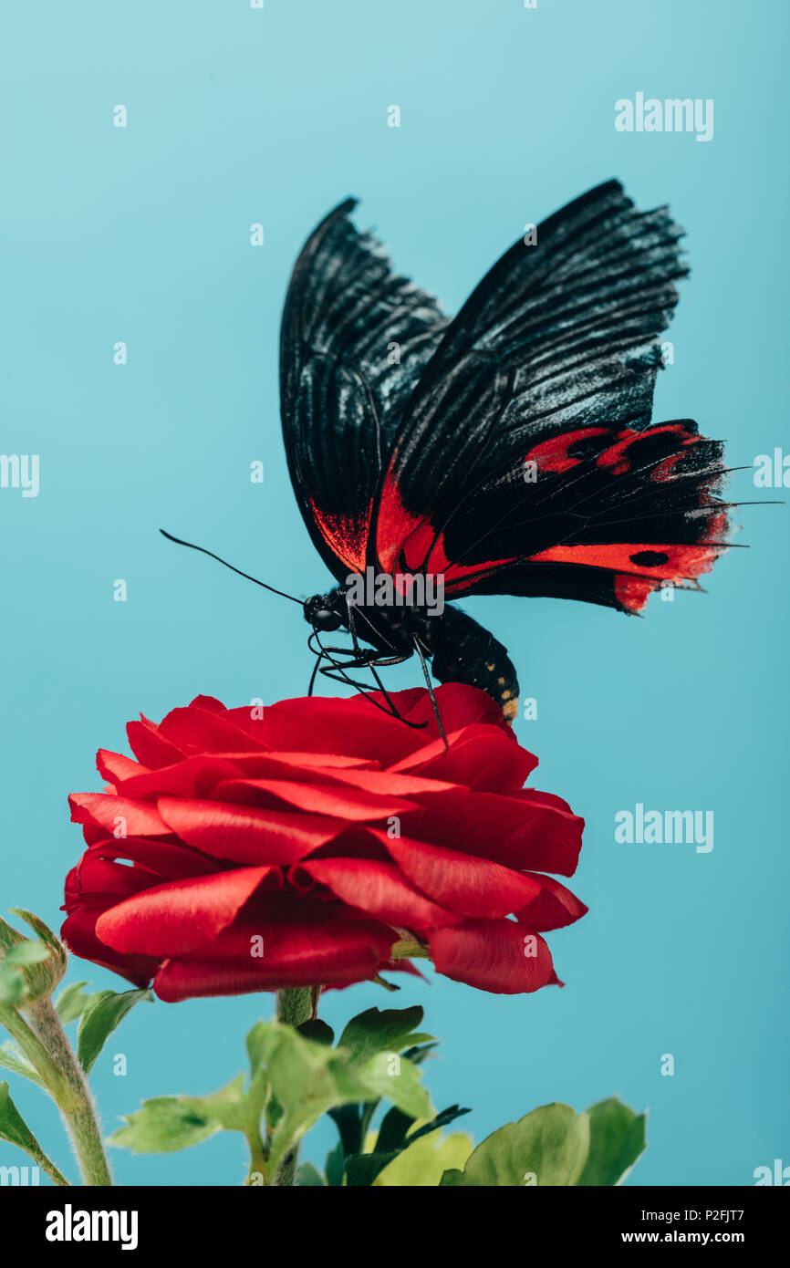 close up view of beautiful butterfly on red rose isolated on blue Stock ...
