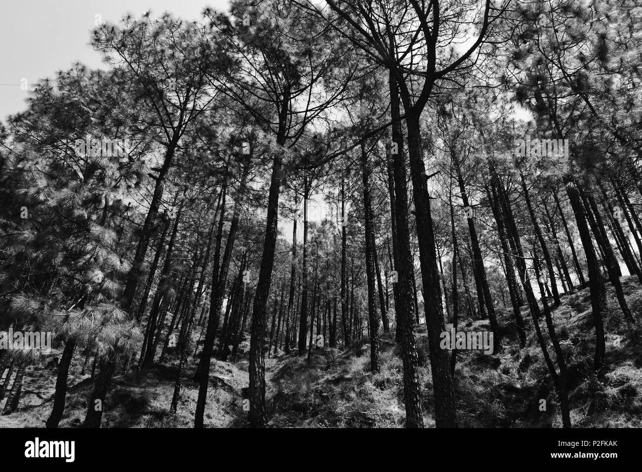 Dark pine forest on Black and White Stock Photos & Images - Alamy
