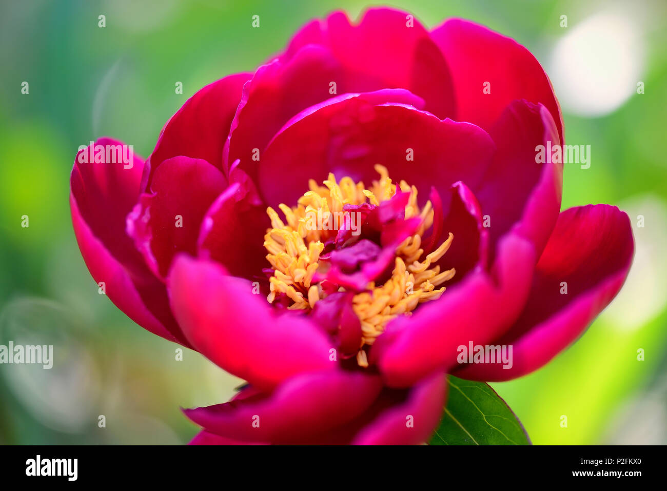 Close-up of a red peony flower. Selective focus Stock Photo