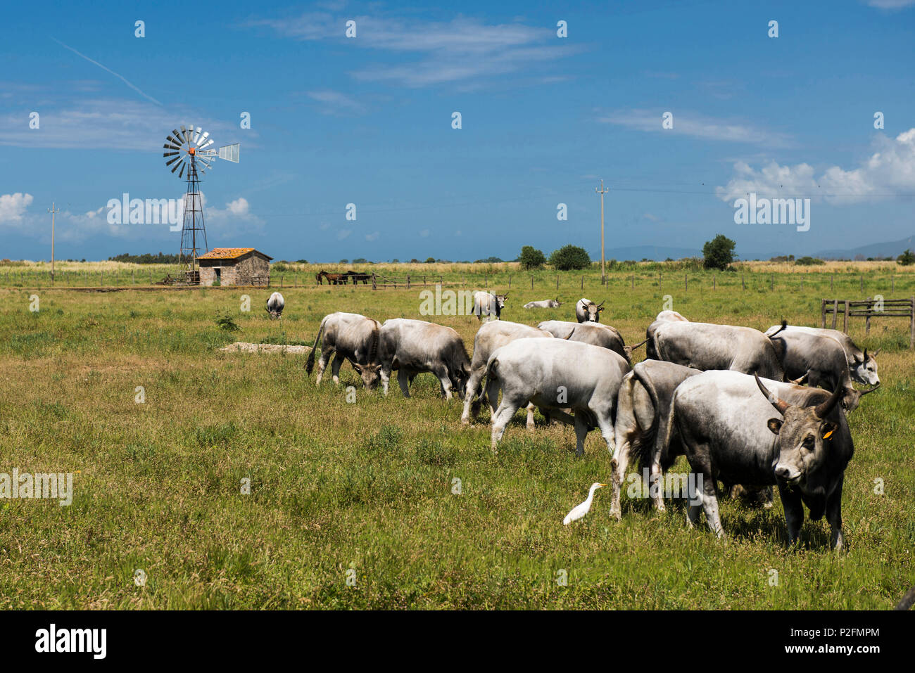 Cows grazing in a field, Parco Naturale della Maremma, Tuscany, Italy Stock Photo