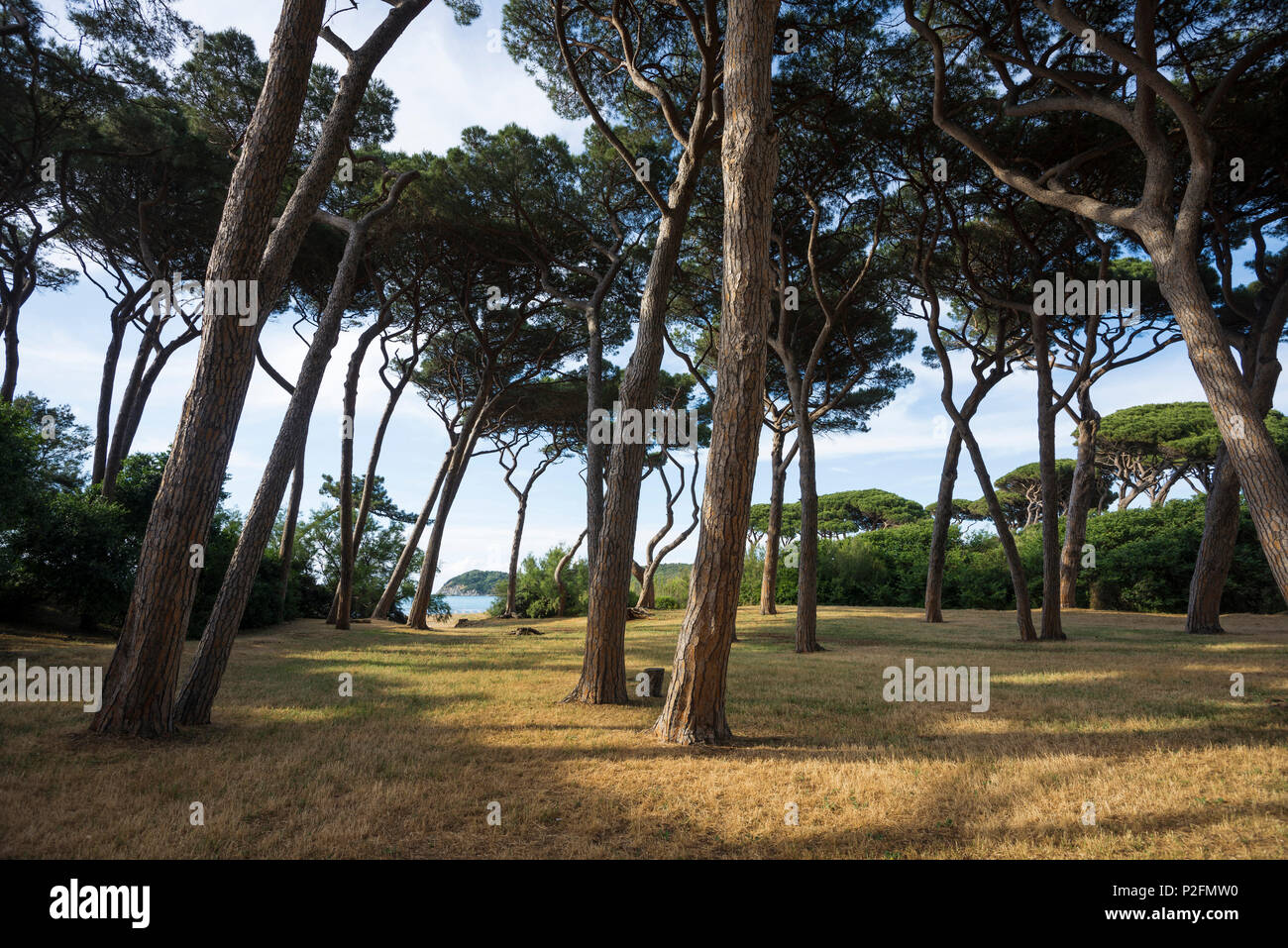 pine trees and beach, Populonia, near Piombino, province of Livorno, Tuscany, Italy Stock Photo