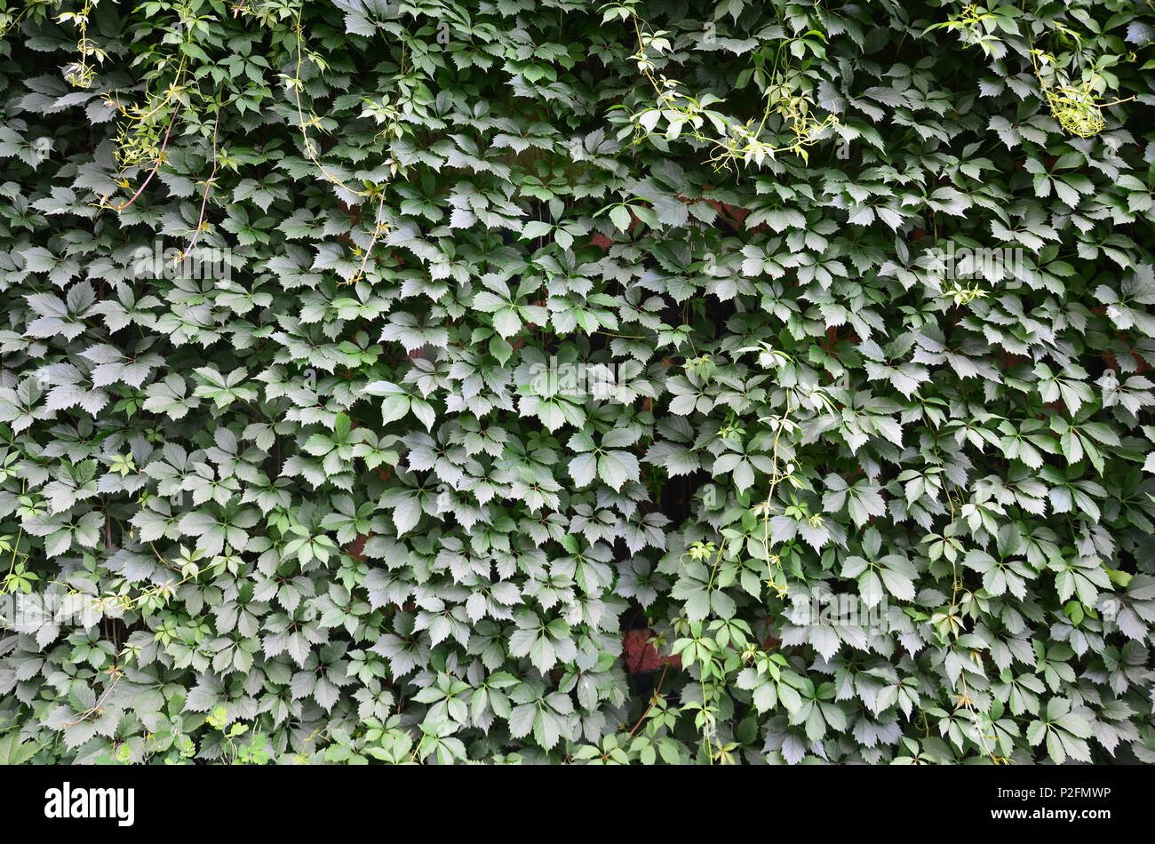 The texture of a lot of flowering green vines from wild ivy that cover a  concrete wall Stock Photo - Alamy