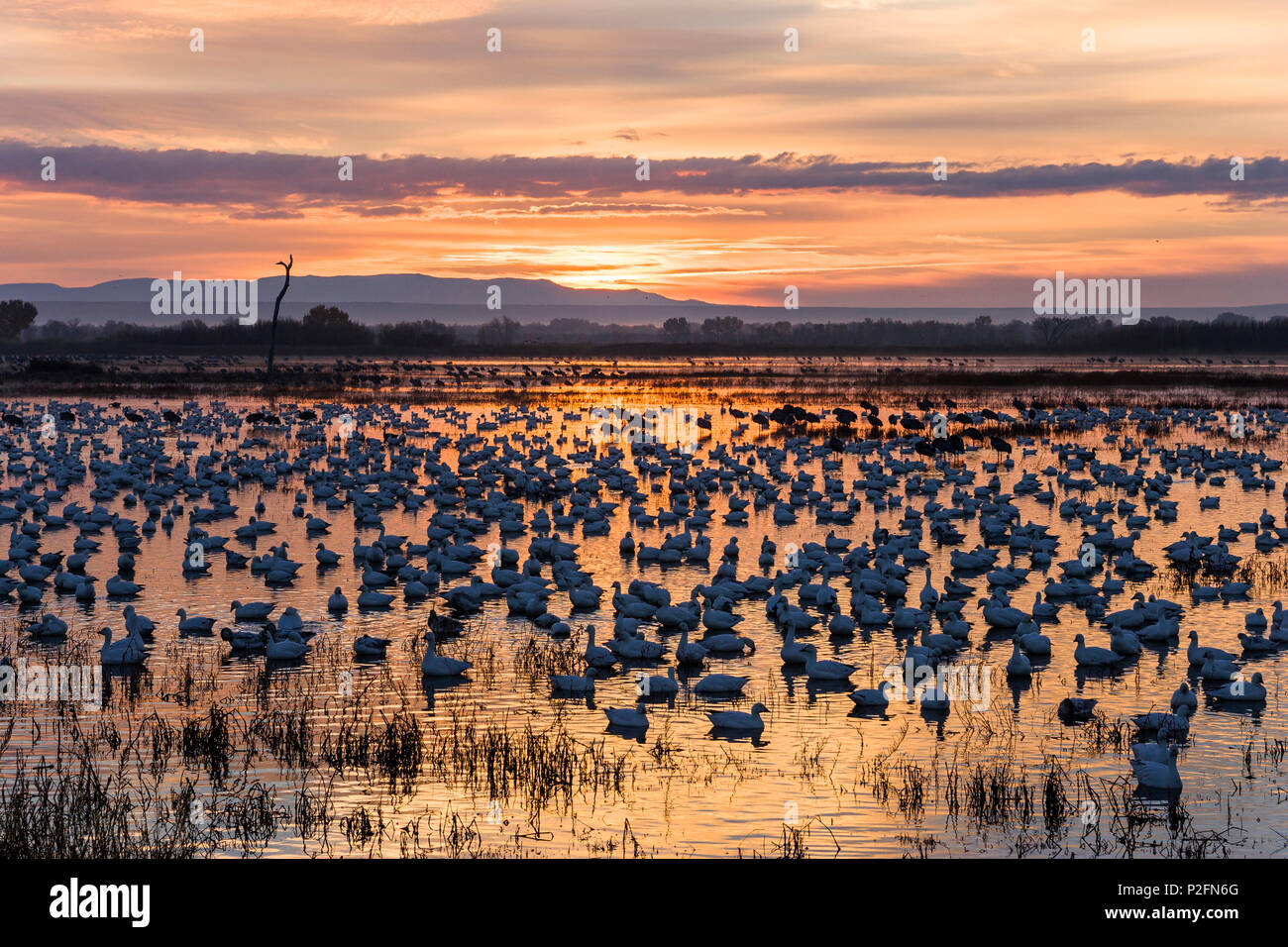 Snow Geese at sunrise, Anser caerulescens atlanticus, Chen caerulescens, Bosque del Apache, New Mexico, USA, outdoors, day, nobo Stock Photo