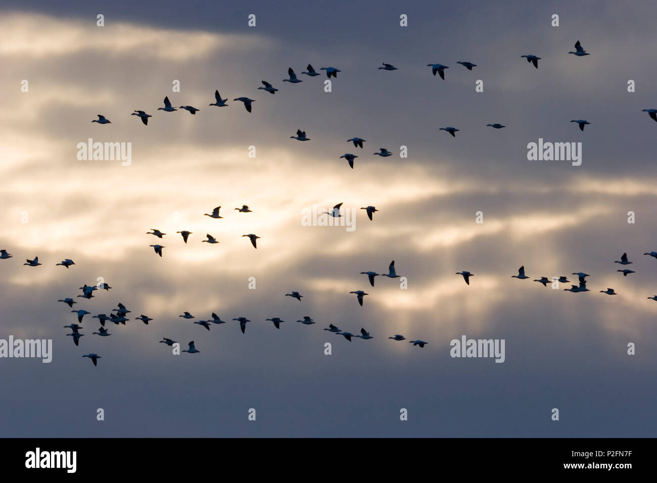 Snow Geese flying at dawn, Anser caerulescens atlanticus, Chen caerulescens, Bosque del Apache, New Mexico, USA Stock Photo