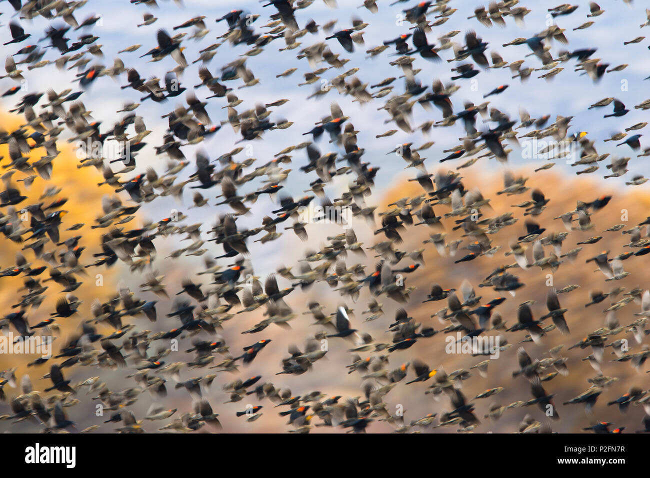 Red-winged Blackbirds, swarm in wintering area, Agelaius phoeniceus, Bosque del Apache Wildlife Refuge, New Mexico, USA Stock Photo