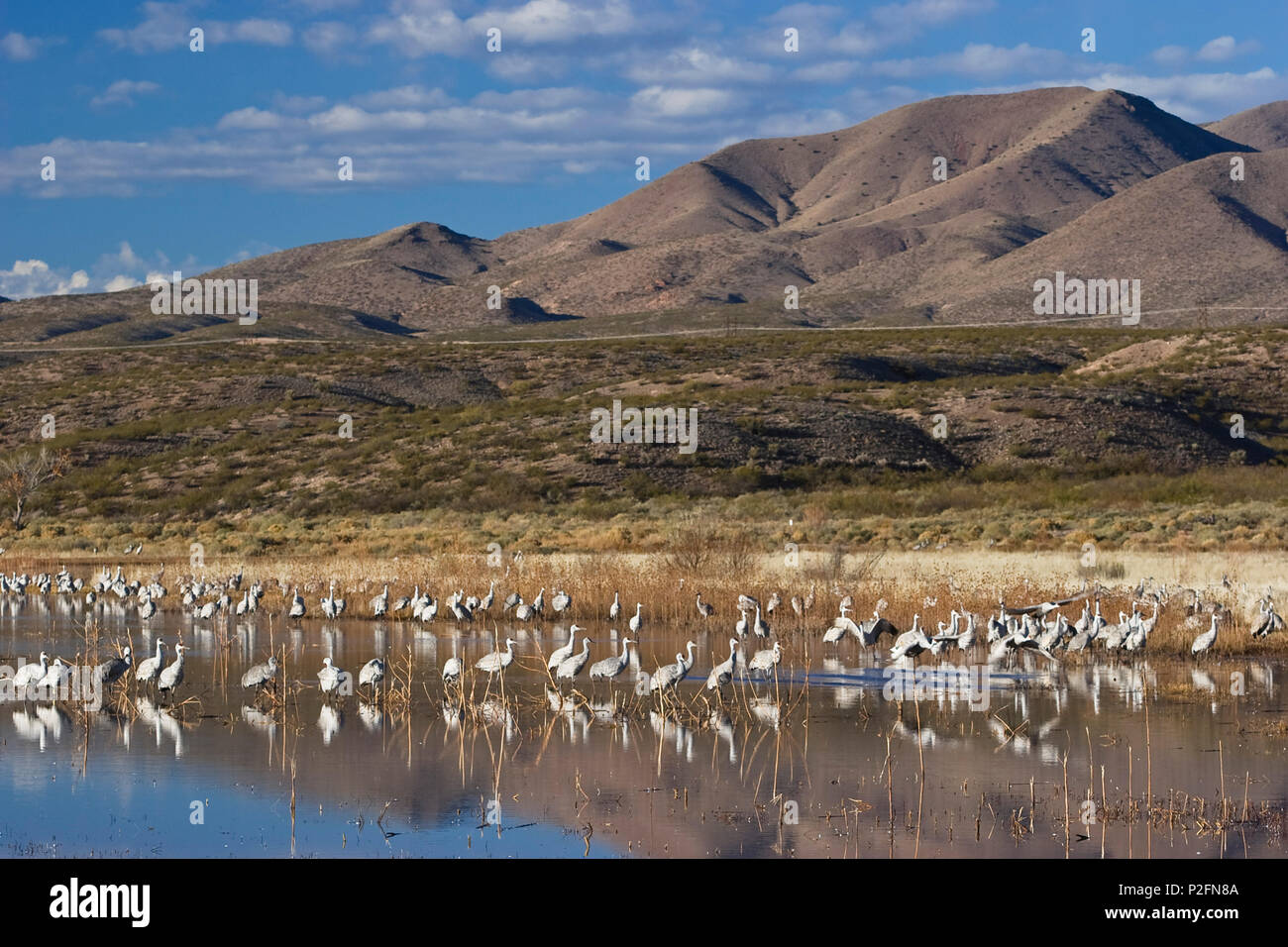 Bosque del apache hi-res stock photography and images - Alamy