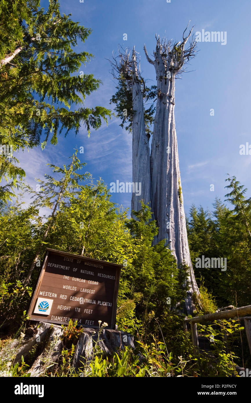 biggest Western Red Cedar Tree of the world, Thuja plicata, Olympic Nationalpark, Washington, USA Stock Photo