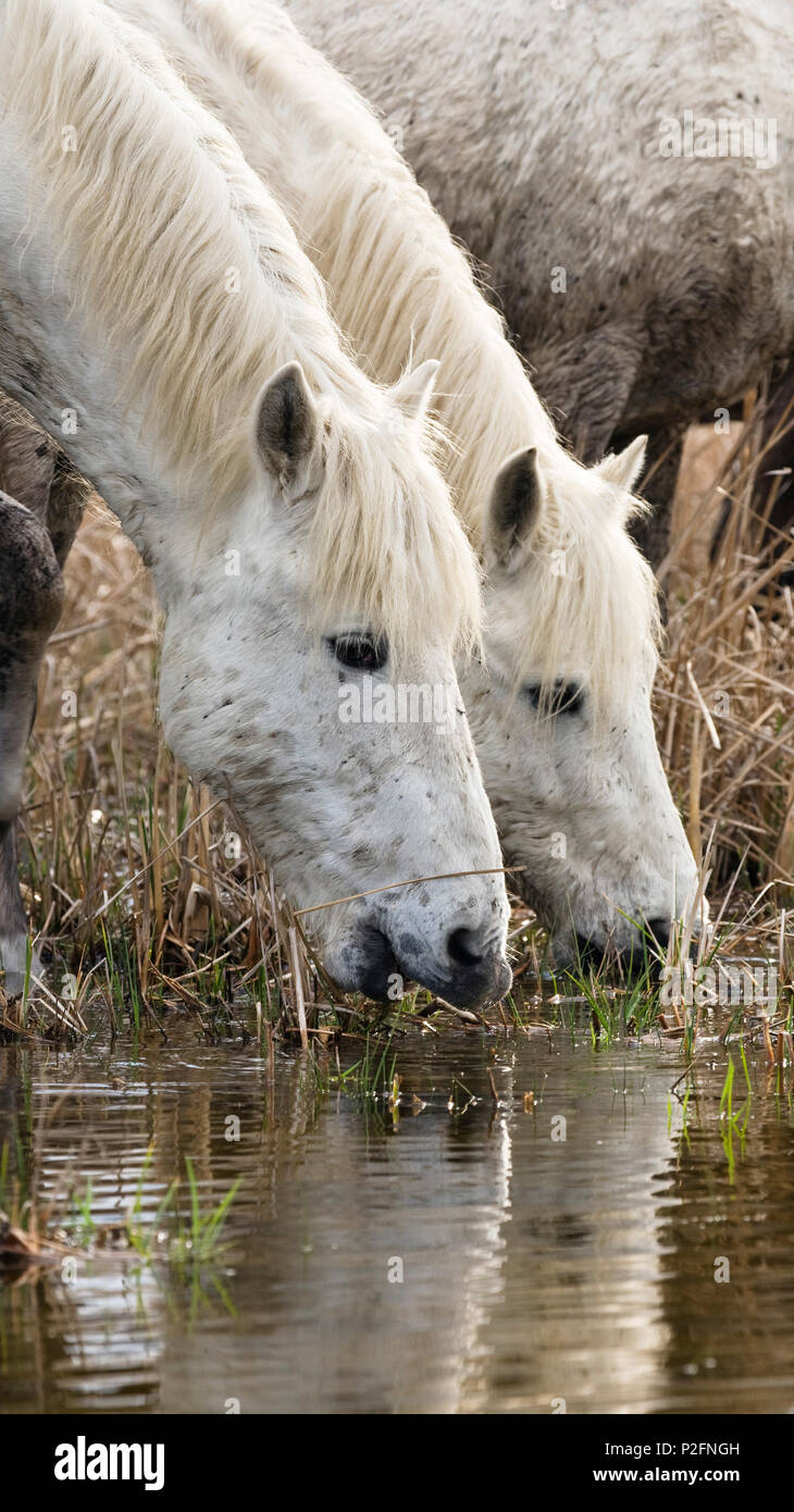 Camargue horses drinking, Camargue, France Stock Photo