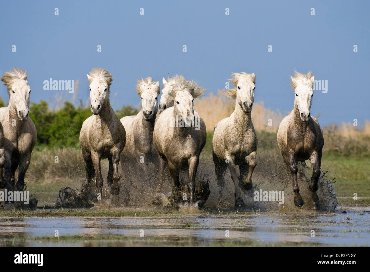 Camargue horses running in water, Camargue, Southern France Stock Photo