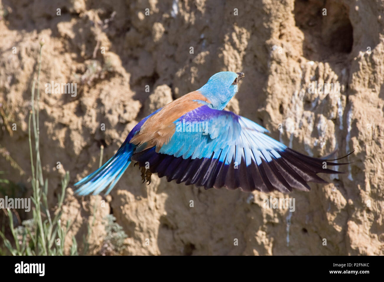 Roller flying to nest, Coracias garrulus, Bulgaria Stock Photo