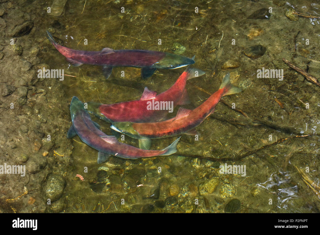 Sockeye Salmons spawning, Onocorhynchus nerka, Alaksa Stock Photo