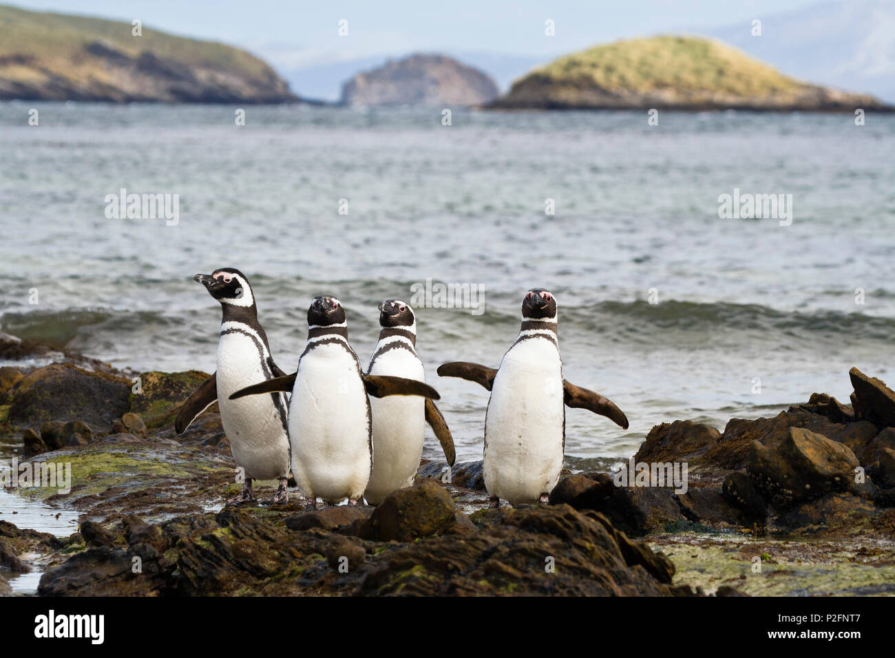 Magellanic Penguins, Spheniscus magellanicus, Carcass Island, Falkland Islands, South America Stock Photo