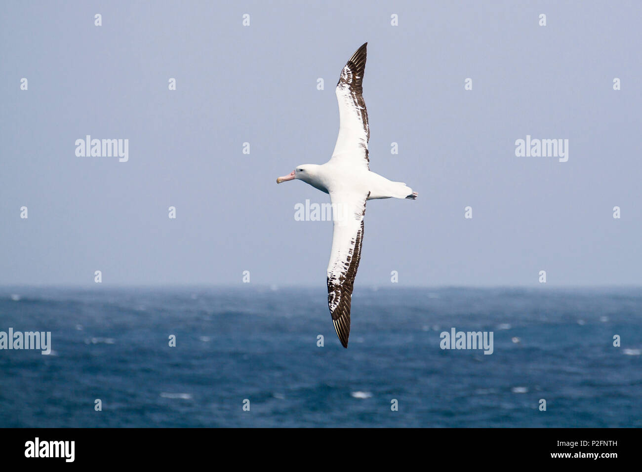 Wandering Albatross in flight, Diomedea exulans, South Polar Sea, Antarctic Stock Photo