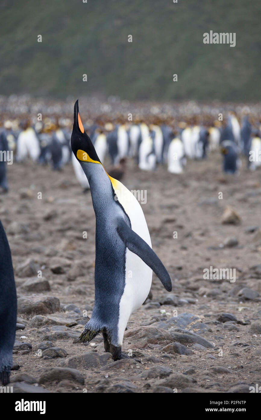 King Penguins, Aptenodytes patagonicus, Salisbury Plains, South Georgia, Antarctica Stock Photo