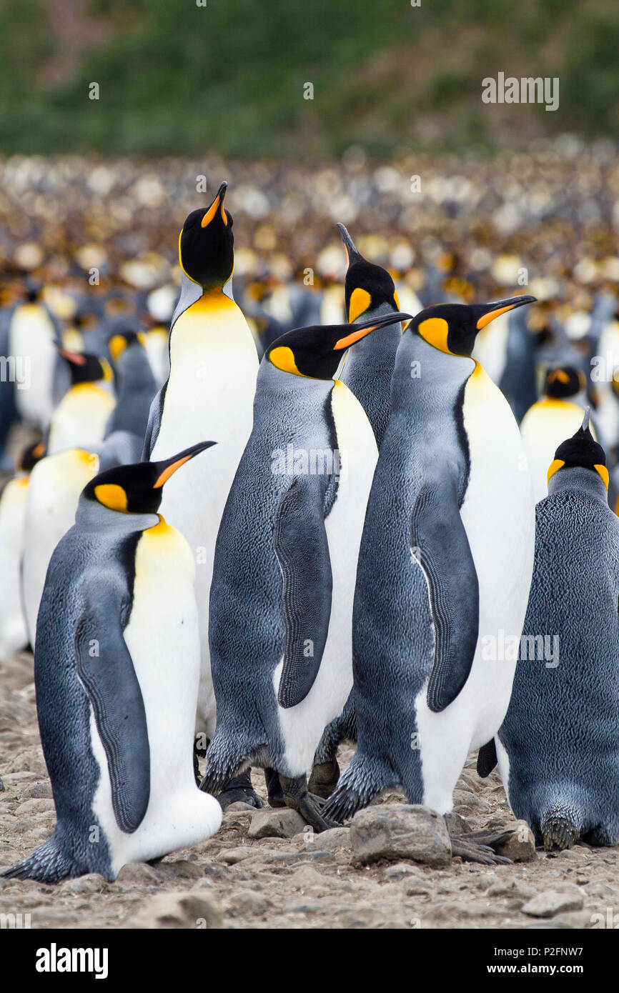King Penguins, Aptenodytes patagonicus, Salisbury Plains, South Georgia, Antarctica Stock Photo
