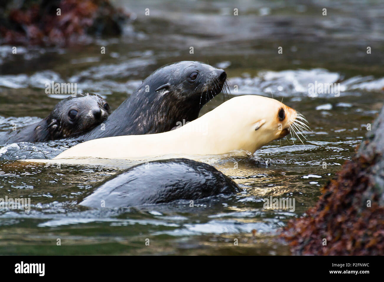 Young leucistic Antarctic Fur Seal, Acrocephalus gazella, Salisbury Plains, South Georgia, Antarctic Stock Photo
