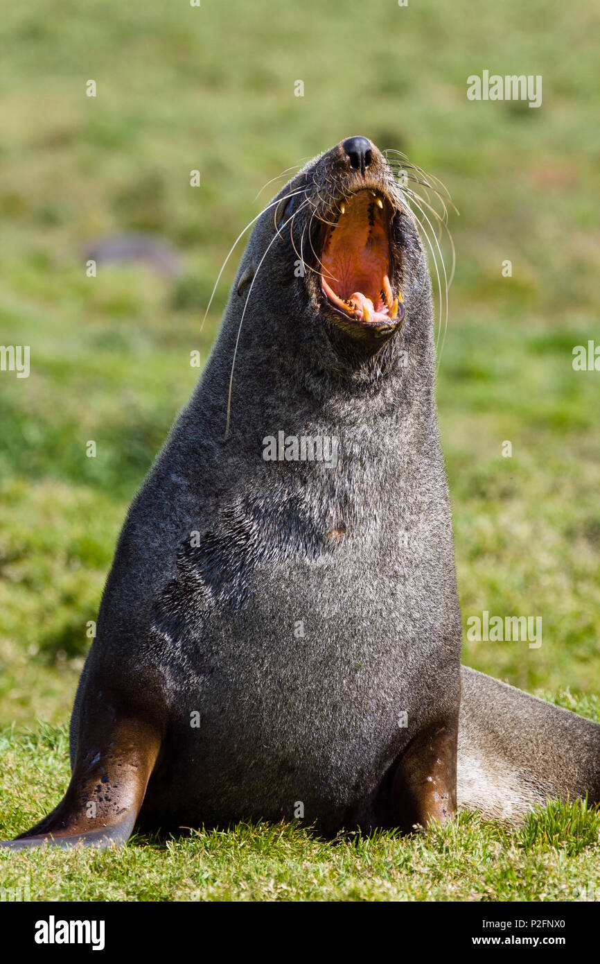 Antarctic Fur Seal, Arctocephalus gazella, Grytviken, South Georgia, Antarctic Stock Photo