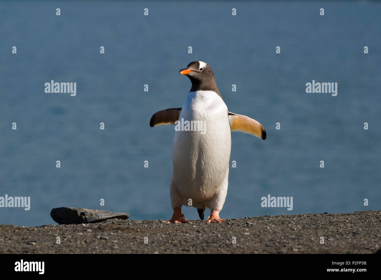 Gentoo Penguin, Pygoscelis papua, Antrctic peninsula, Antarctic Stock Photo