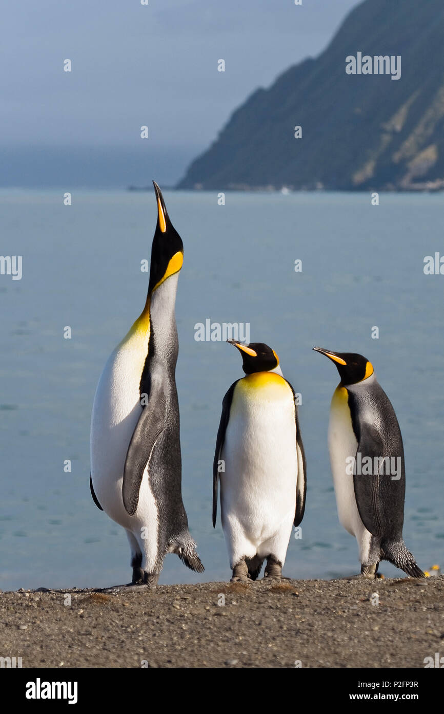 King Penguin calling, King Penguins, Aptenodytes patagonicus, Gold Harbour, South Georgia, Antarctica Stock Photo