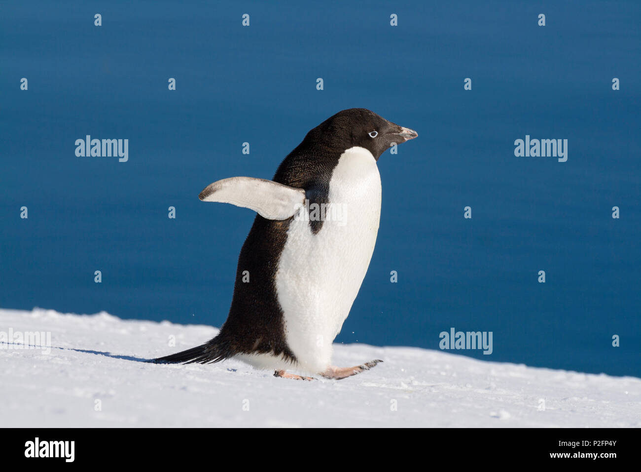 Adelie Penguin, Pygoscelis adeliae, Antarctic Peninsula, Antarctica Stock Photo