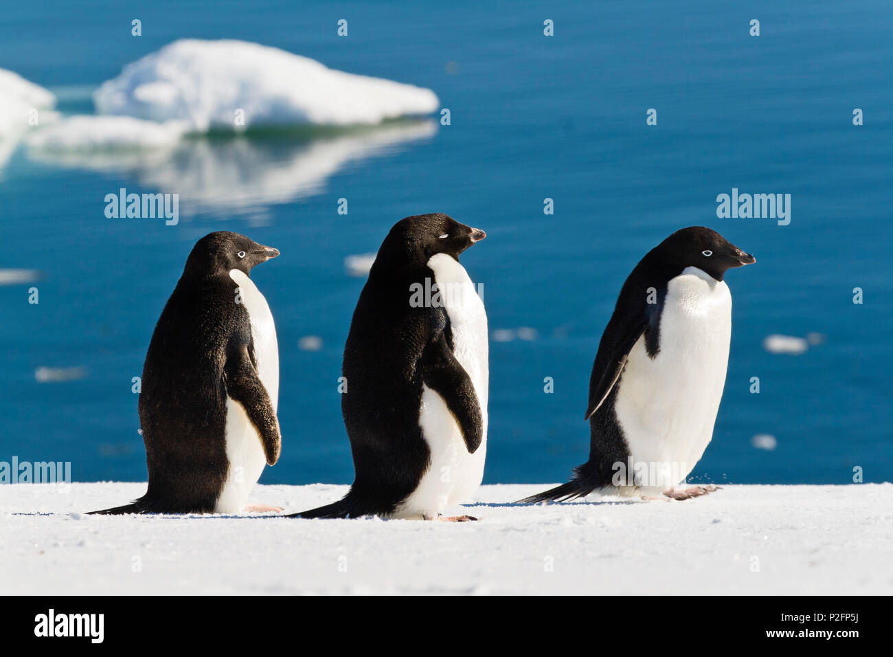 Adelie Penguins, Pygoscelis adeliae, Antarctic Peninsula, Antarctica Stock Photo