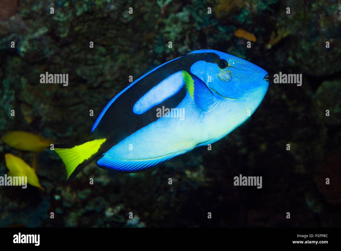 Doctorfish, Paracanthurus hepatus, Indo Pacific, captive Stock Photo