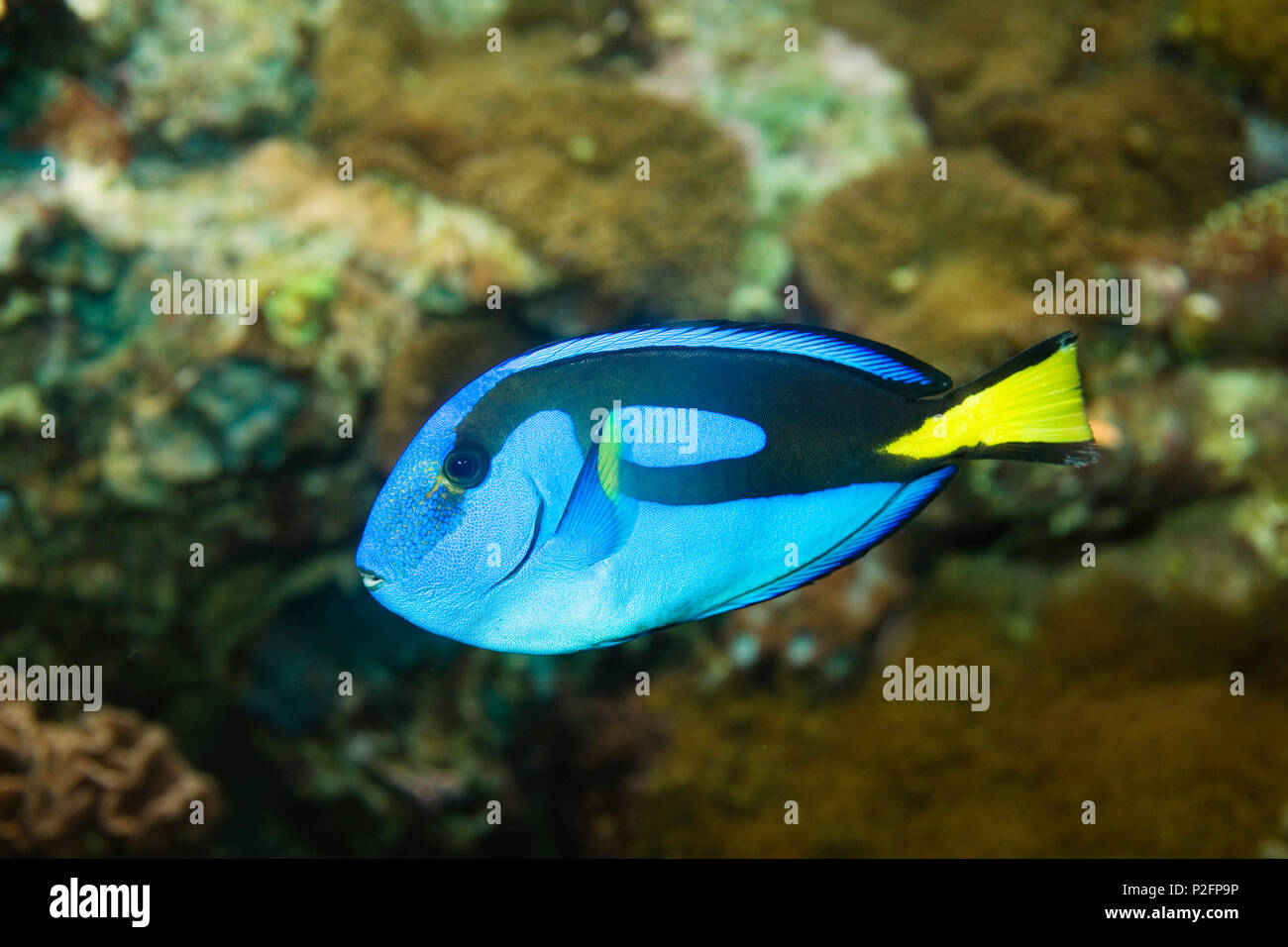 Doctorfish, Paracanthurus hepatus, Indo Pacific, captive Stock Photo