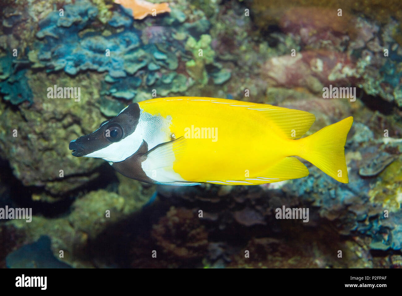 fish, Siganus vulpinus, Pacific Ocean, captive Stock Photo