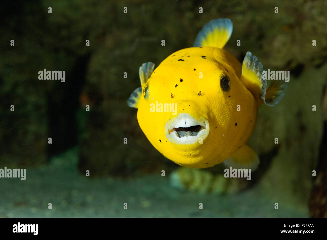 Yellow dog-faced Puffer, Arothron meleagris, Pacific, captive Stock Photo