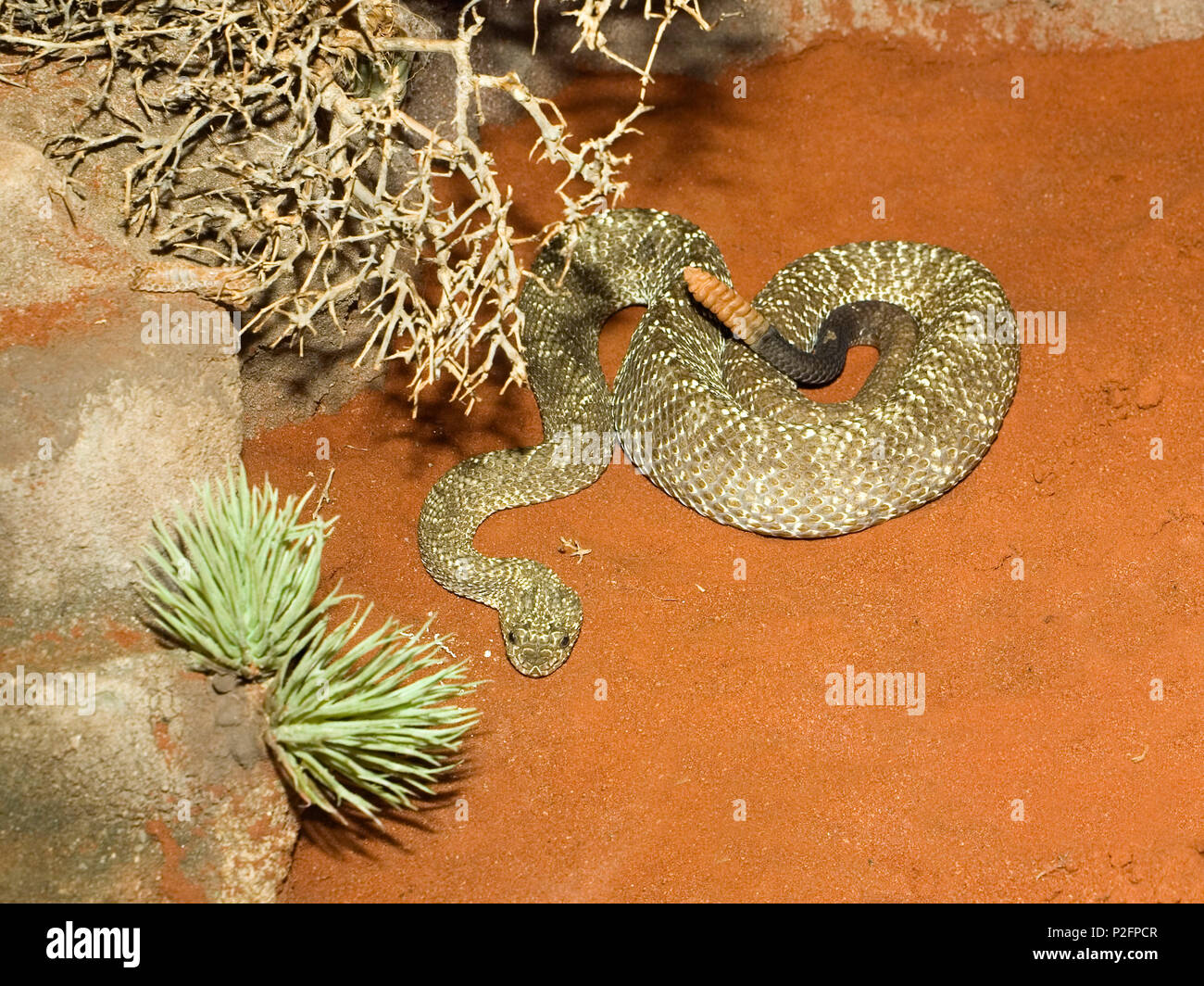 Rattlesnake, Crotalus vegrandis, South America, captive Stock Photo