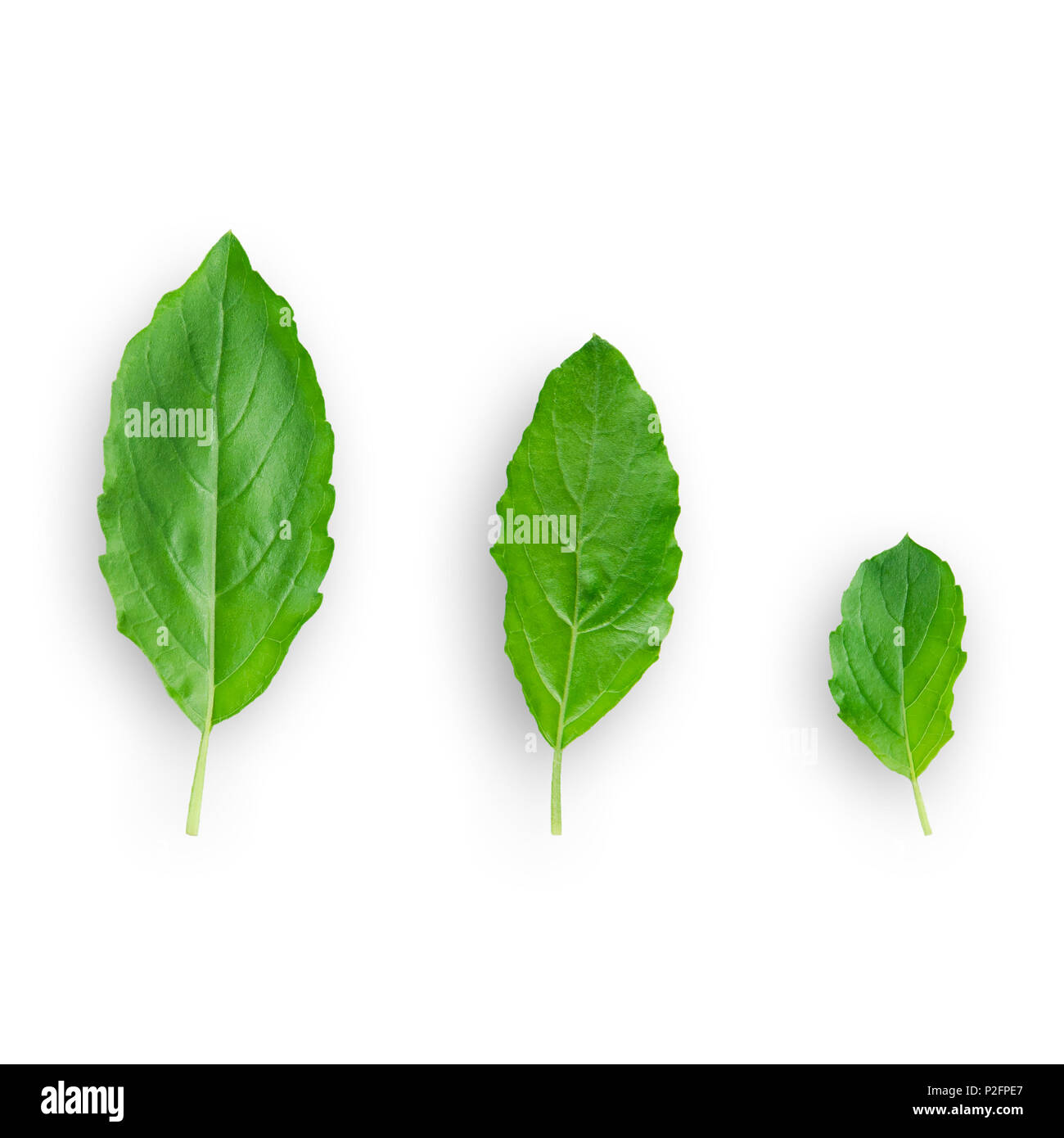Basil leaves on the white background, Green and fresh of basil for isolated with clipping path. Stock Photo