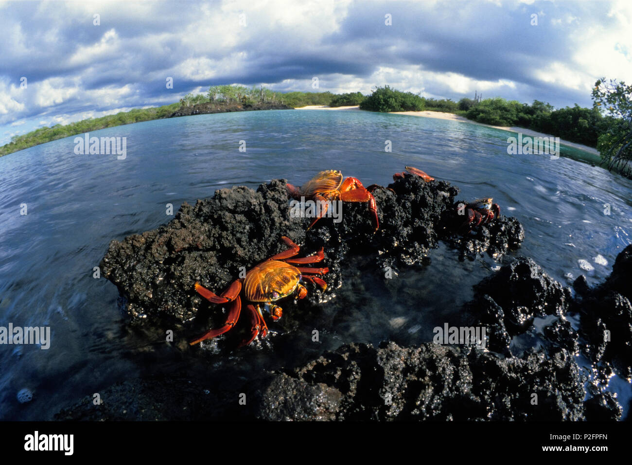 Sally Lightfoot Crabs, Grapsus grapsus, Galapagos Islands, Ecuador Stock Photo